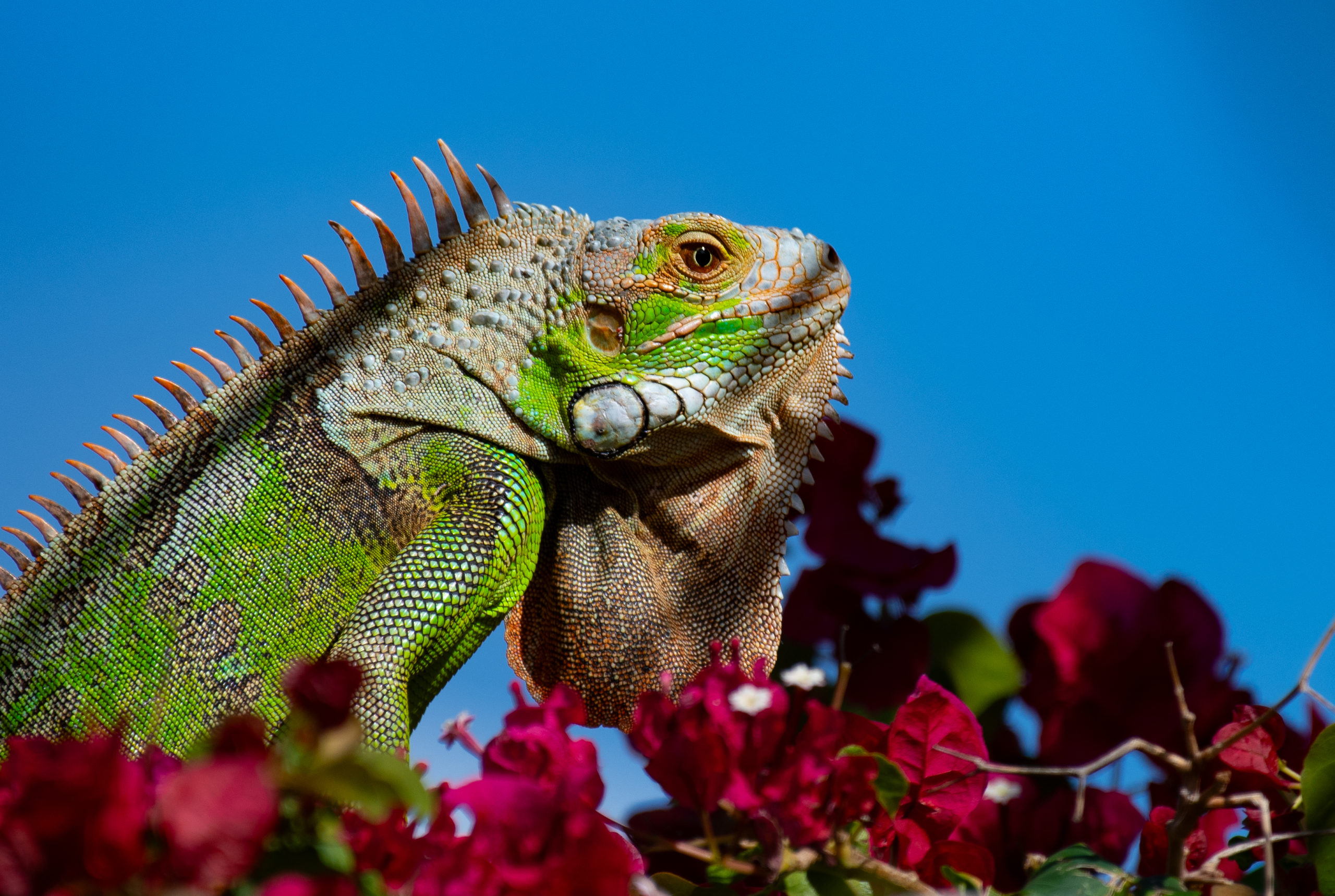 Sint Maarten Dawn Beach