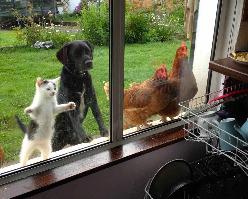 cat-dog-and-chickens-looking-inside-a-window