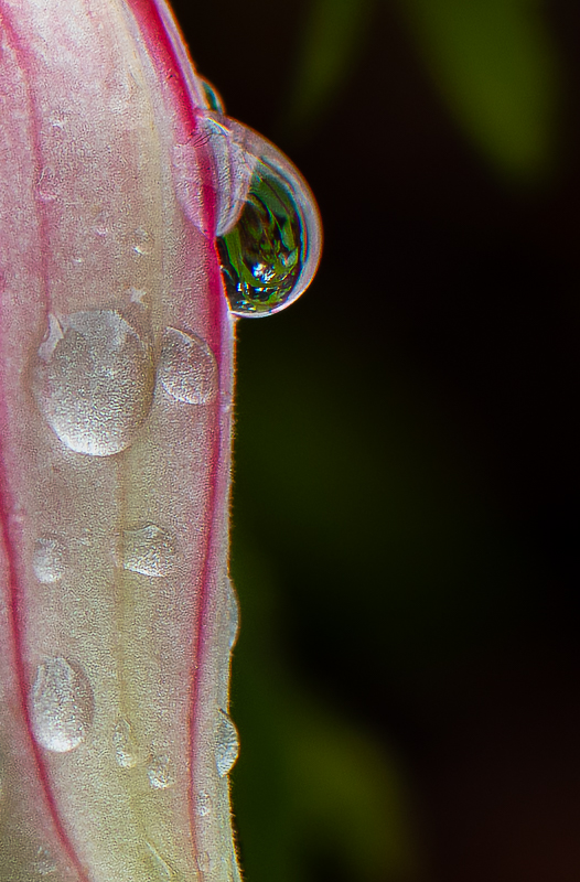 Water Droplet 1